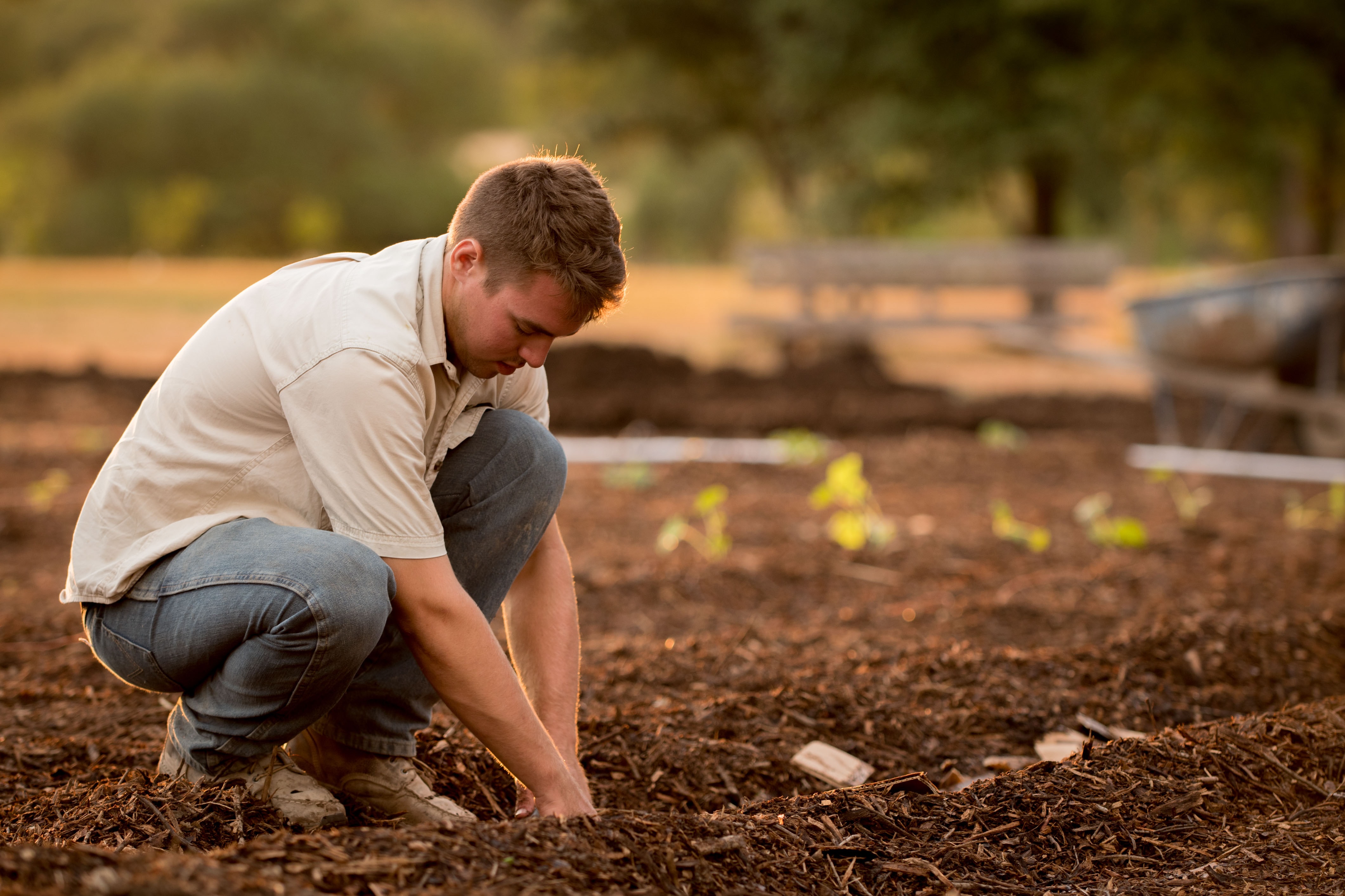 A man with brown hair in a white shirt and denim jeans, crouched down on soil attending to some crops. 