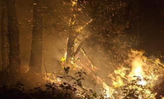 A photo of the wildfire spreading rapidly through woodland and up trees, taken at night time..