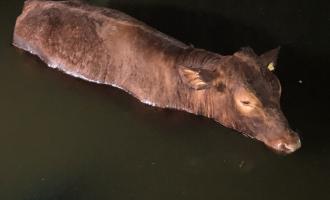 bullock (cow) in a swimming pool
