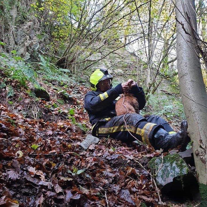 A firefighter rescuing a dog trapped in the woods.