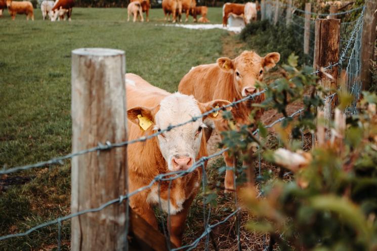 Two brown and white cows behind a barbed wire fence.